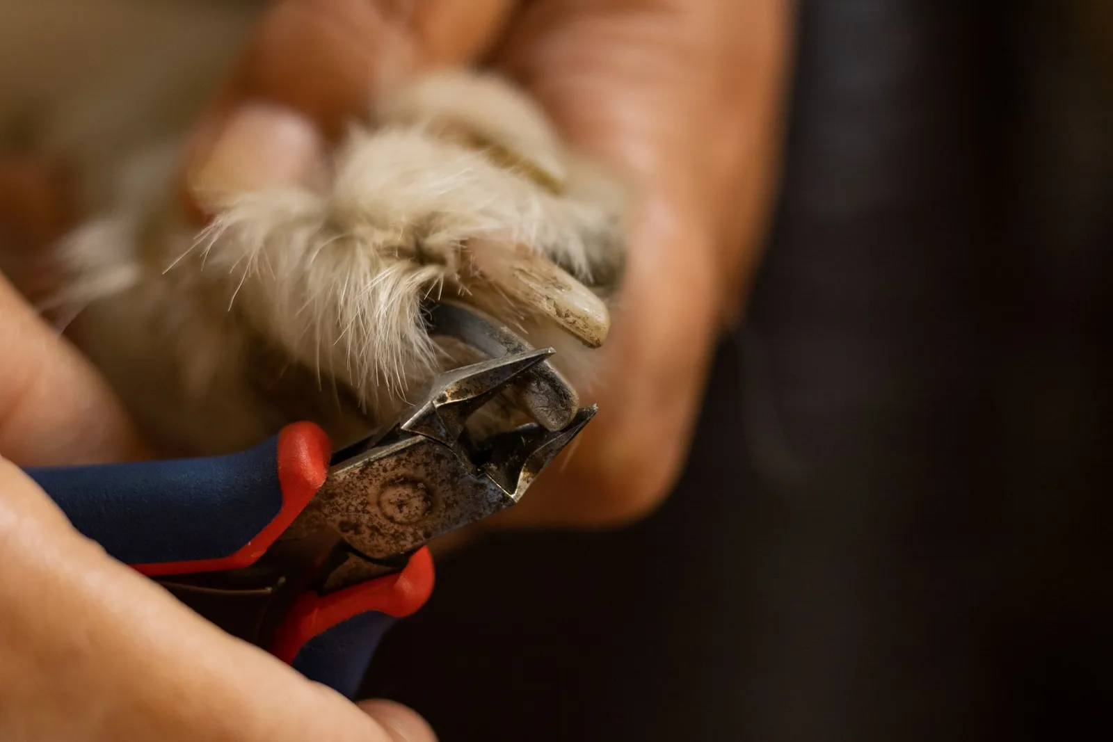 Dog Nail Cutting at Home: Safe Trim Guide for India
