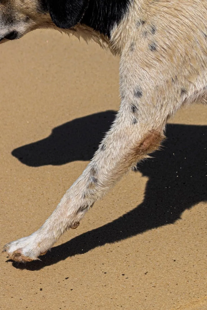 Close view of a dog paw on a tile floor showing nail length