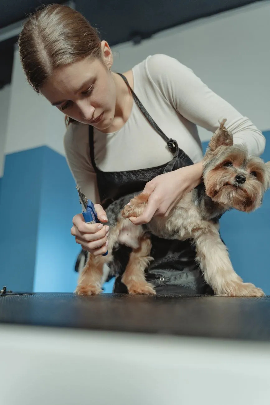 Professional groomer trimming a dog nails during a home visit