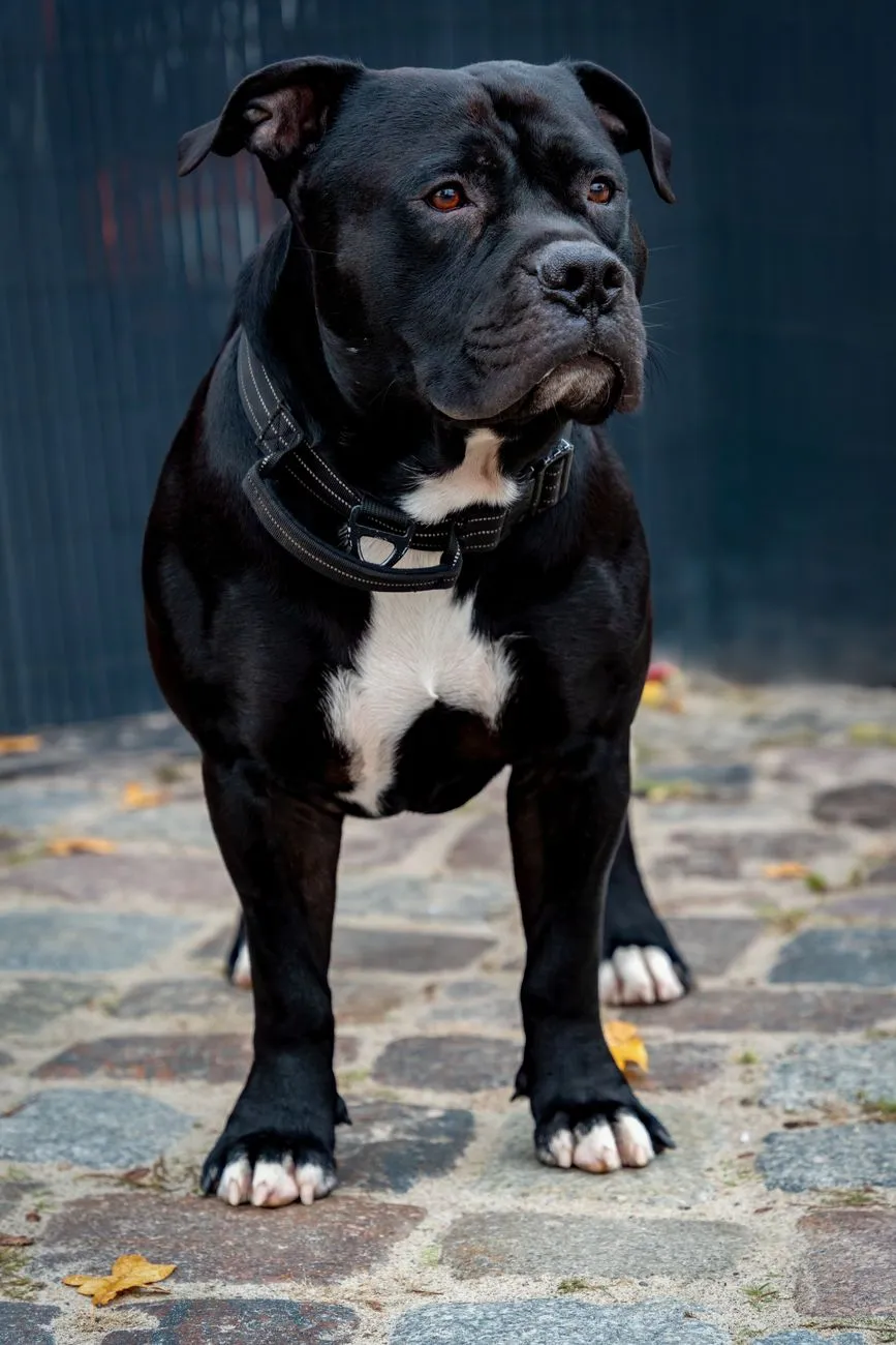 Confident male dog standing outdoors