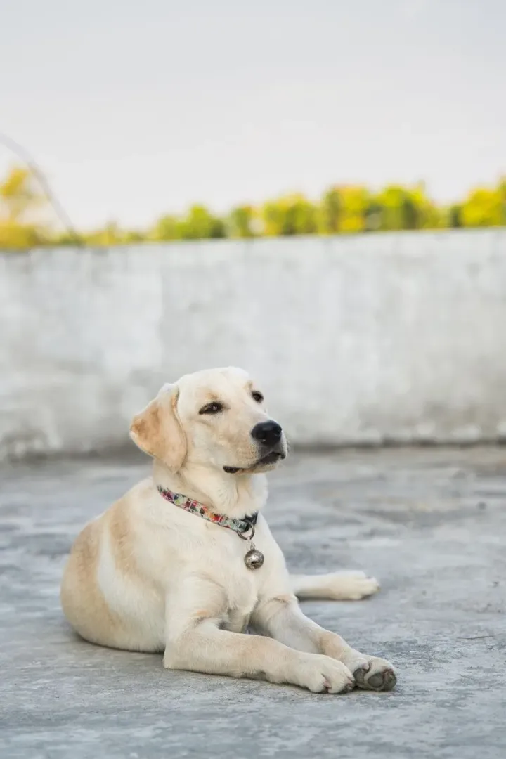 Labrador retriever standing outdoors in soft light