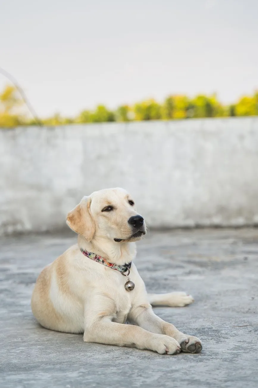 Labrador retriever standing outdoors in soft light