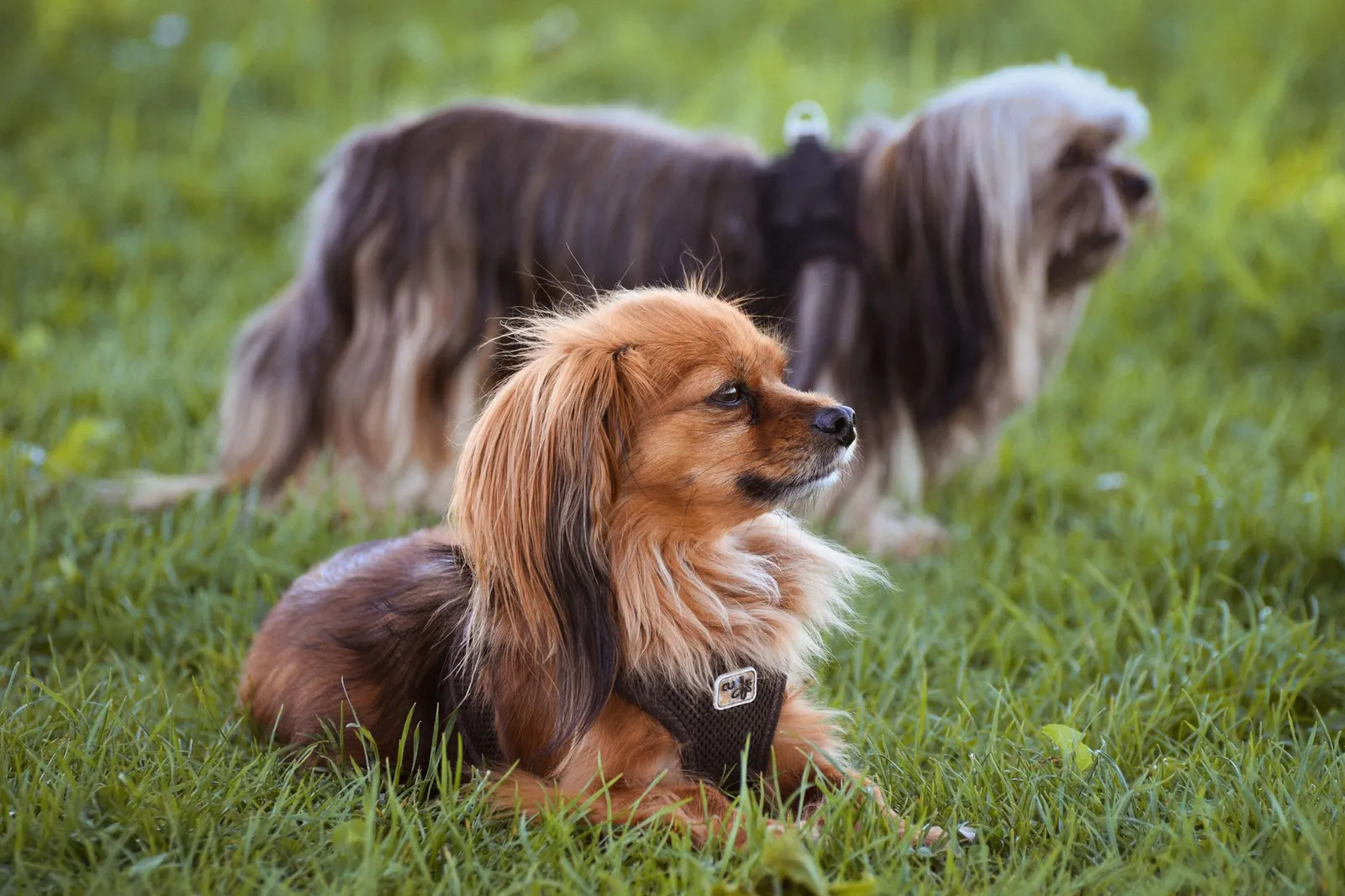 Small dogs with different coat colours side by side