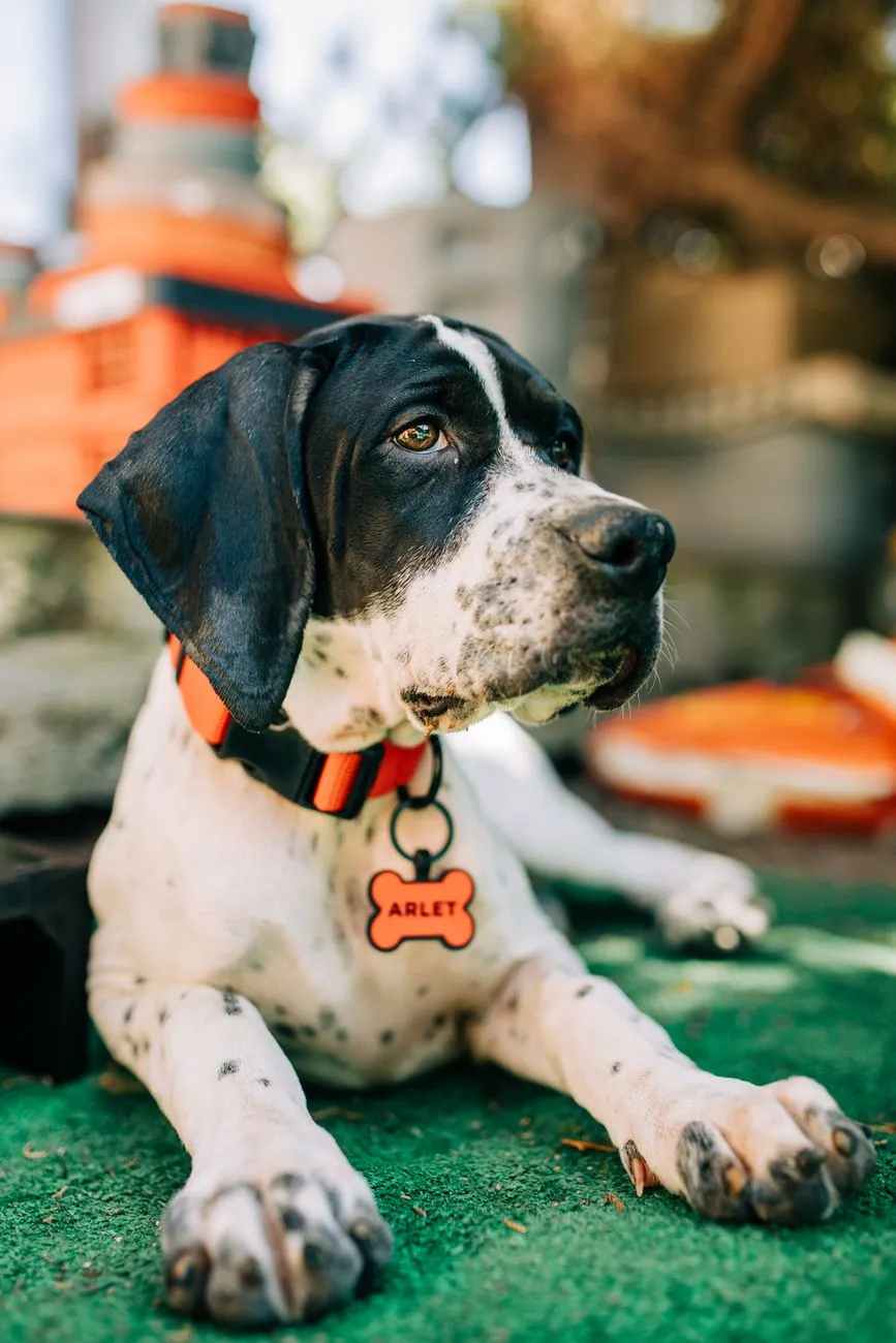 Close-up of a dog wearing a name tag collar