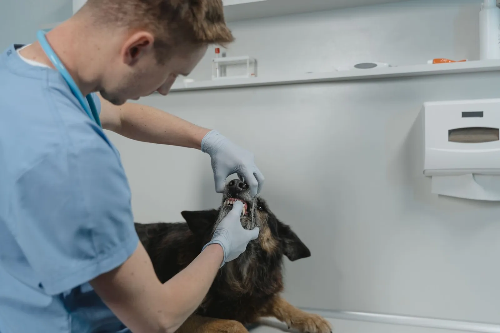 Veterinarian examining a dog's teeth during a checkup