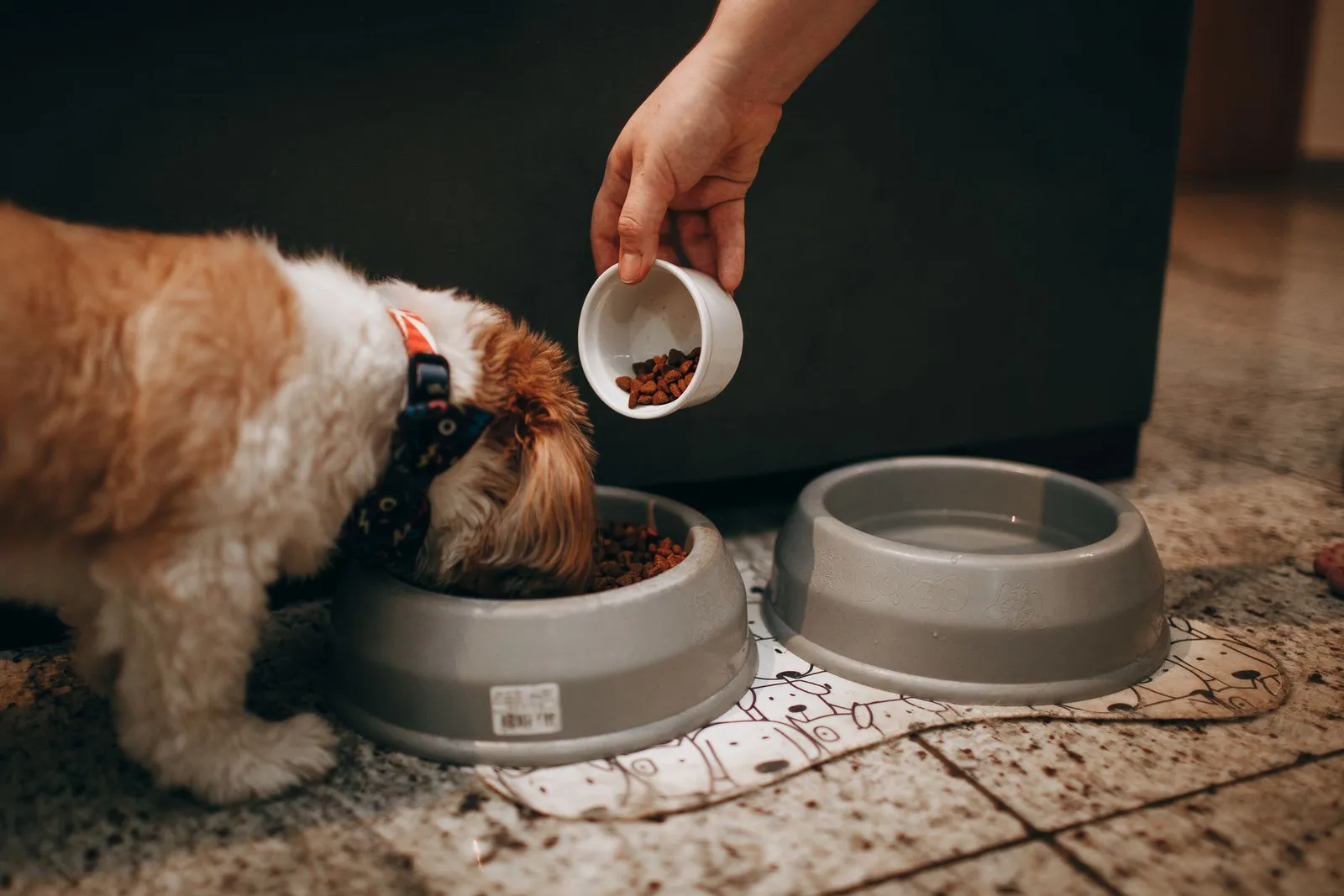Dog Not Eating Food: When to Wait and When to Call the Vet