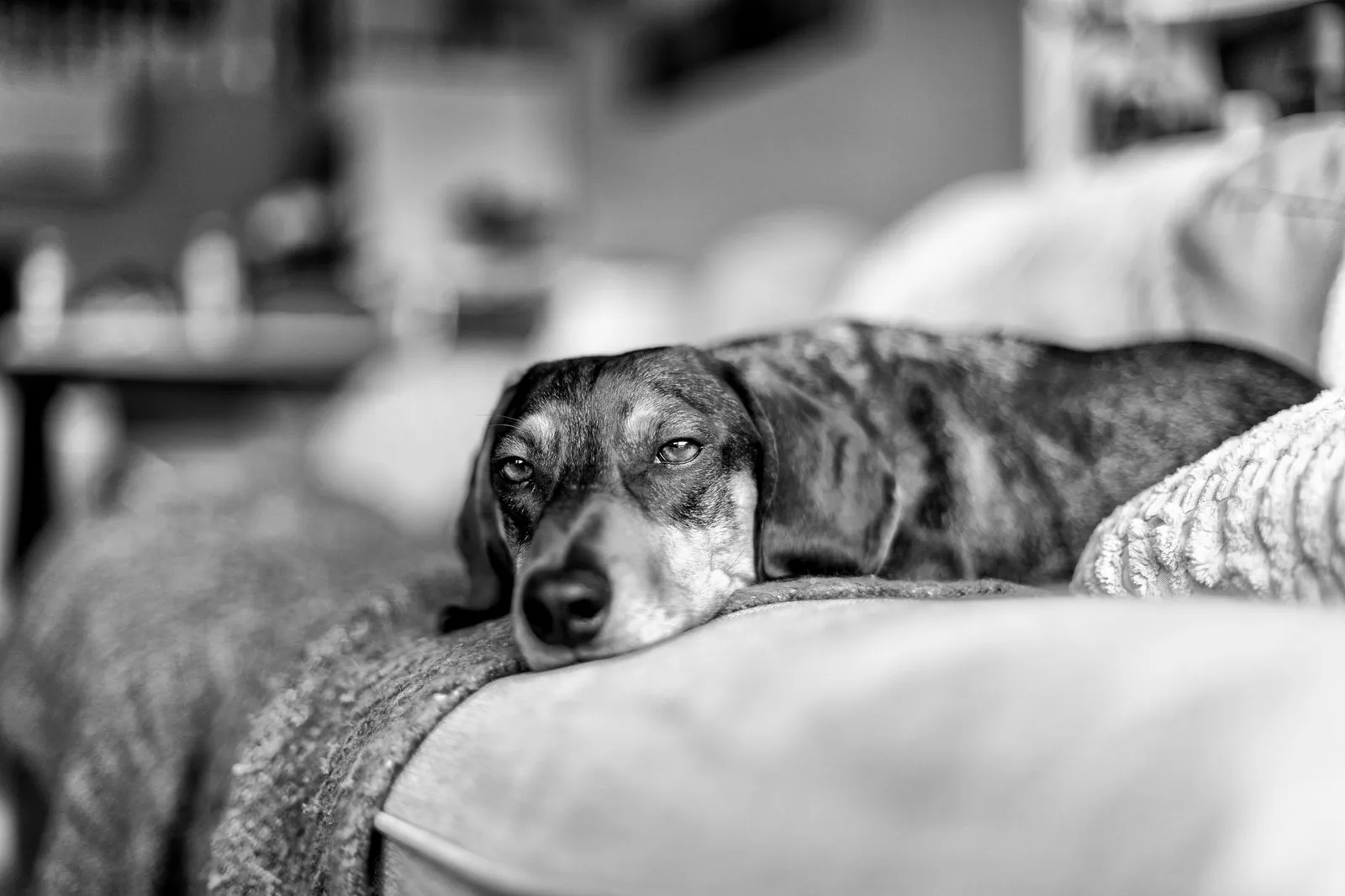 Dog resting calmly on a home sofa looking alert