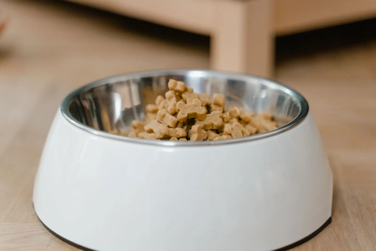 Small dog sniffing food in a bowl without eating