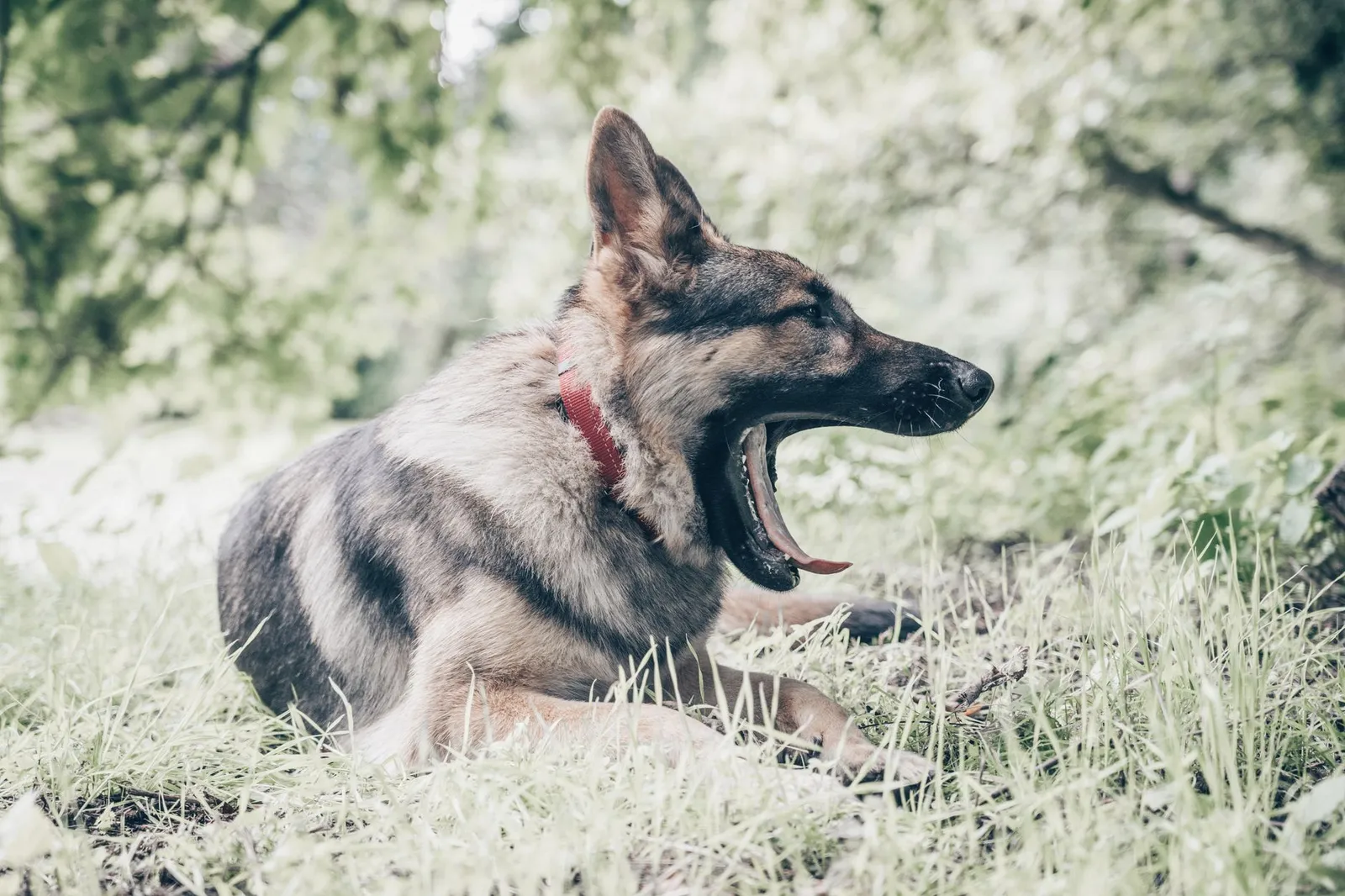 Older German Shepherd resting comfortably indoors