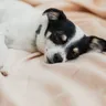 Dog Pain Relief at Home: Safe Steps Before the Vet Call