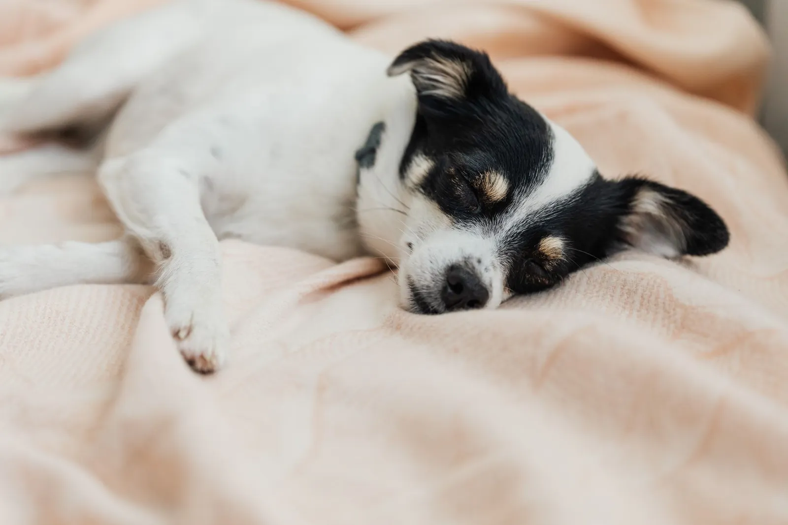 Dog Pain Relief at Home: Safe Steps Before the Vet Call