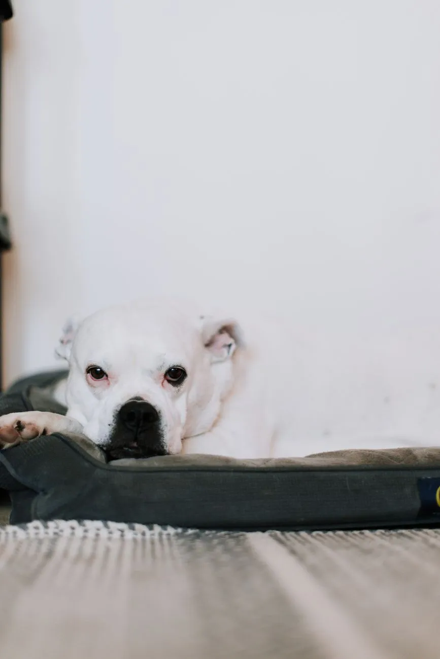 Dog resting on a supportive bed at home