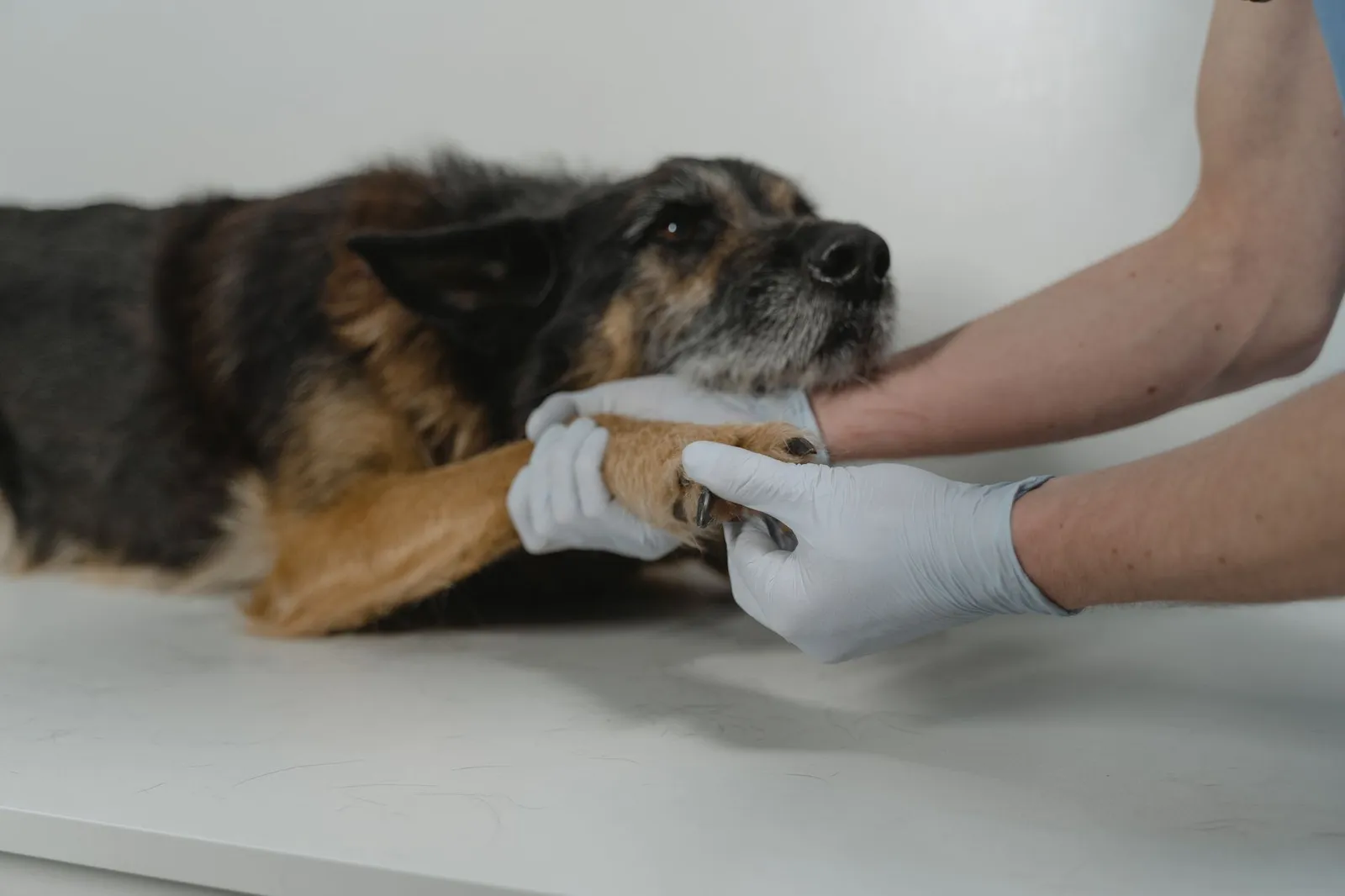 Veterinarian gently examining a dog legs and joints