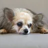 What Can Trigger a Seizure in a Dog: Causes and First Aid