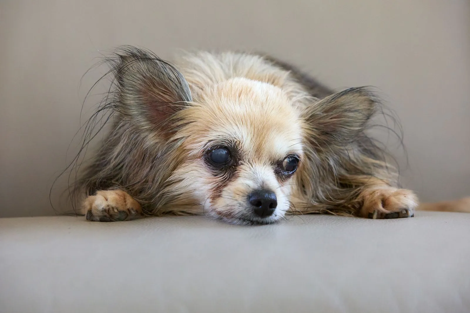 What Can Trigger a Seizure in a Dog: Causes and First Aid