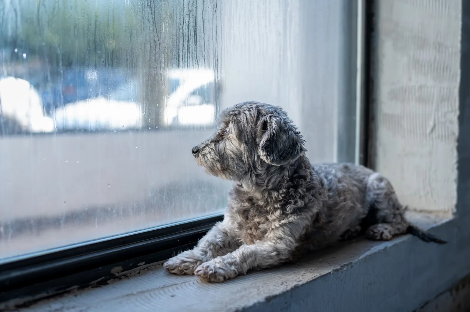 Dog watching rain through a window during stormy weather