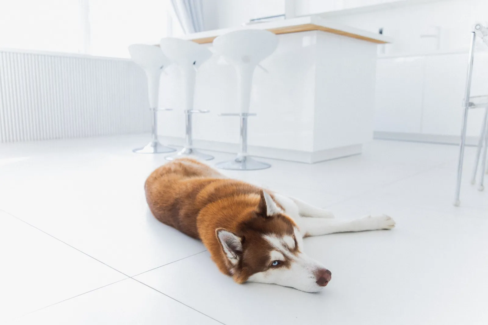 Dog near household products that can trigger toxic seizures