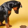 Dog Stopped Eating Dry Food but Eats Wet Food: What to Do?
