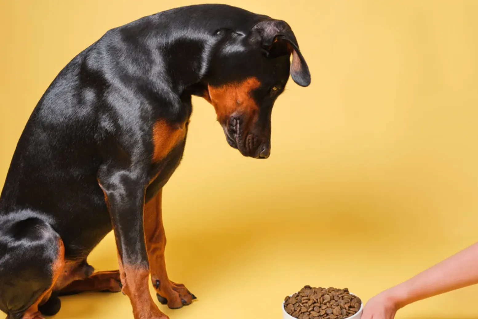 Dog Stopped Eating Dry Food but Eats Wet Food: What to Do?
