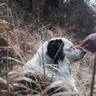 Dog Treats: Training Picks, Calories, and What to Avoid
