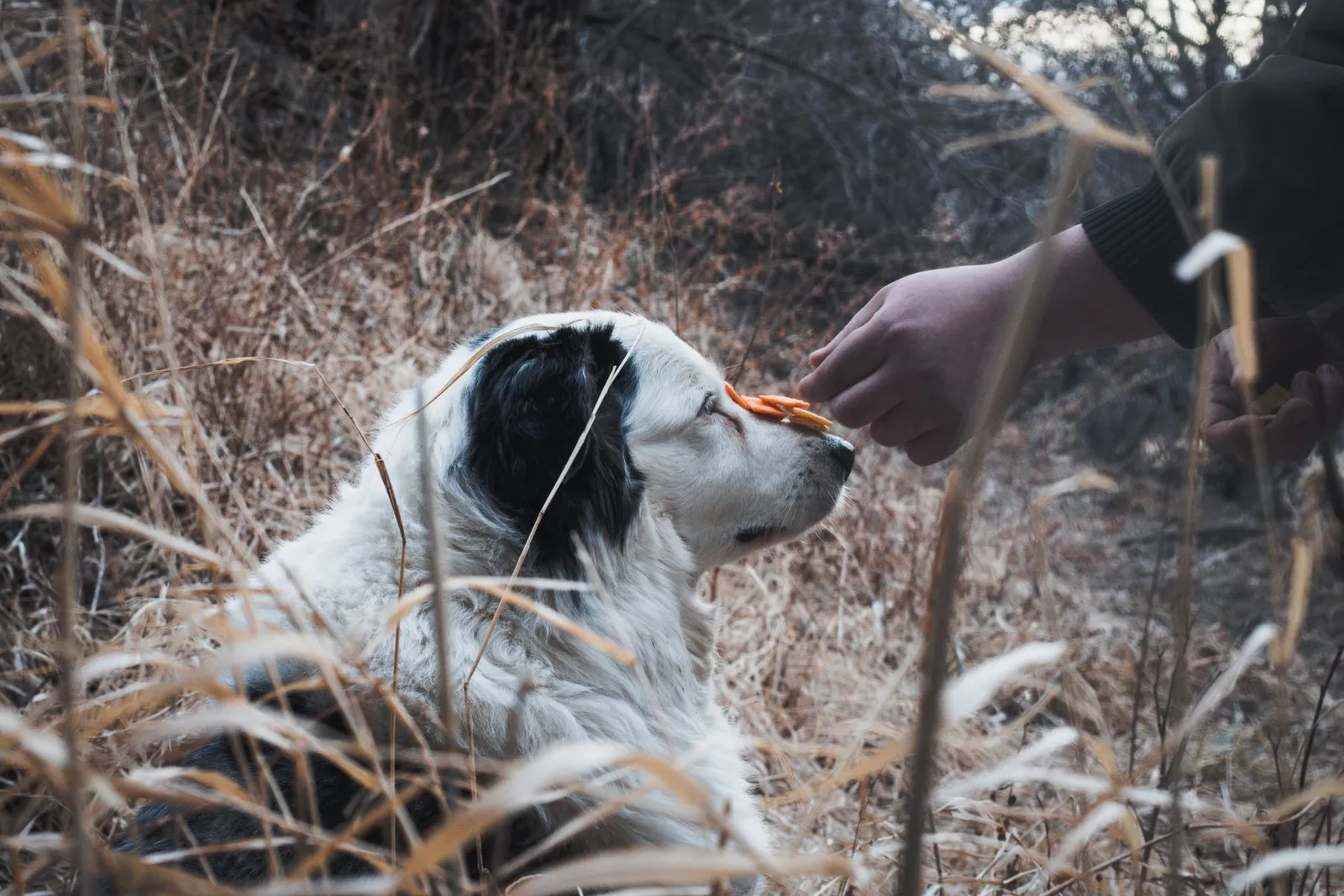 Dog Treats: Training Picks, Calories, and What to Avoid