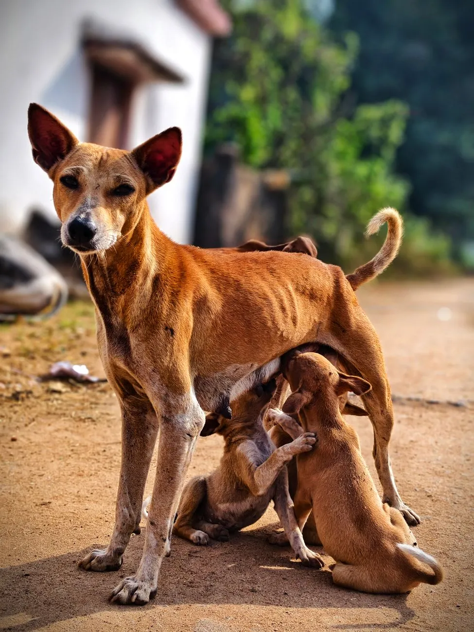 Dog being fed a small treat in an Indian home setting