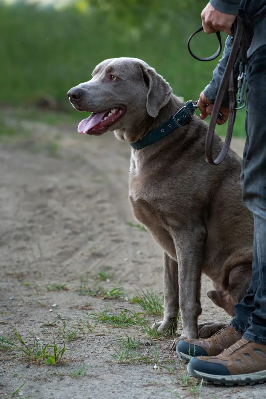 Adult dog on a leash during a calm outdoor walk
