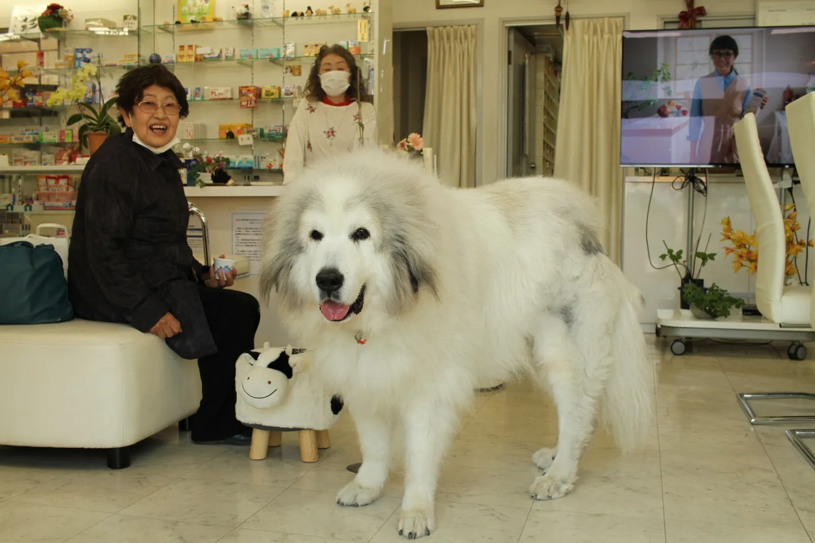 Dog waiting with owner at a city pet clinic