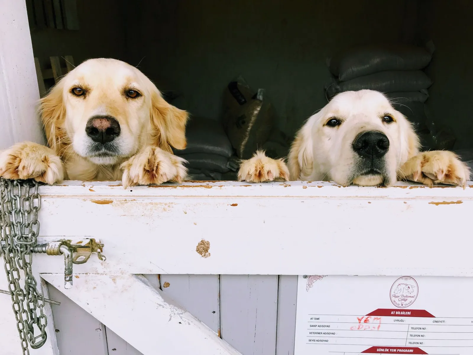 Dogs in a boarding or daycare setting