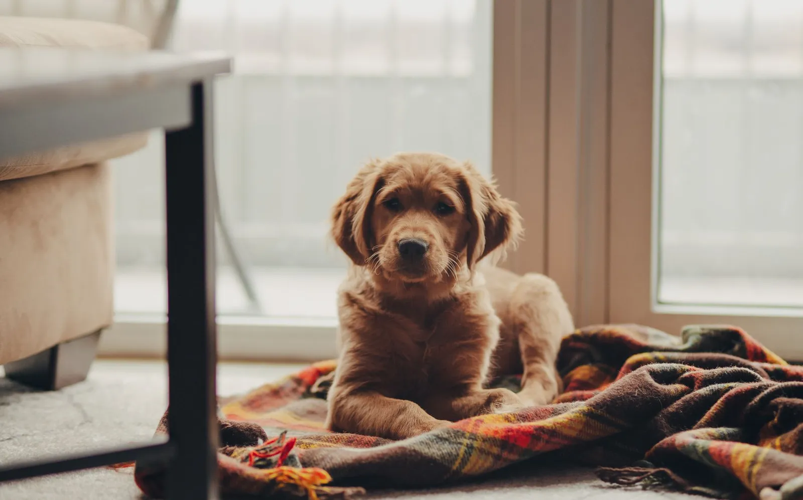 Young puppy resting indoors between clinic visits