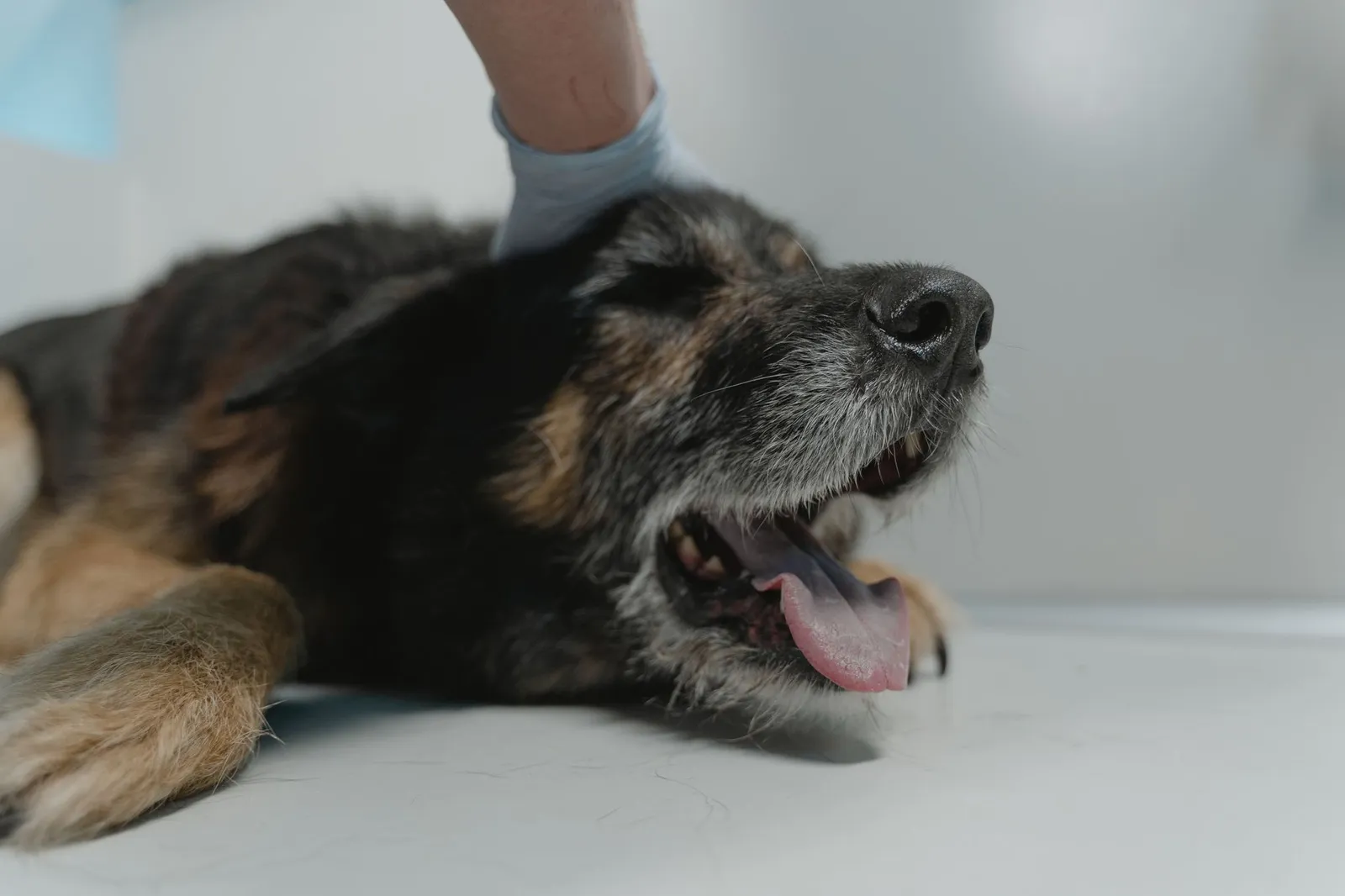 Dog resting quietly at home after a clinic visit