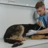 What Can I Give My Dog to Stop Vomiting Tonight, Safely