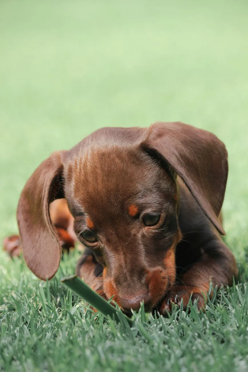 Dog outdoors where dietary indiscretion can trigger stomach upset