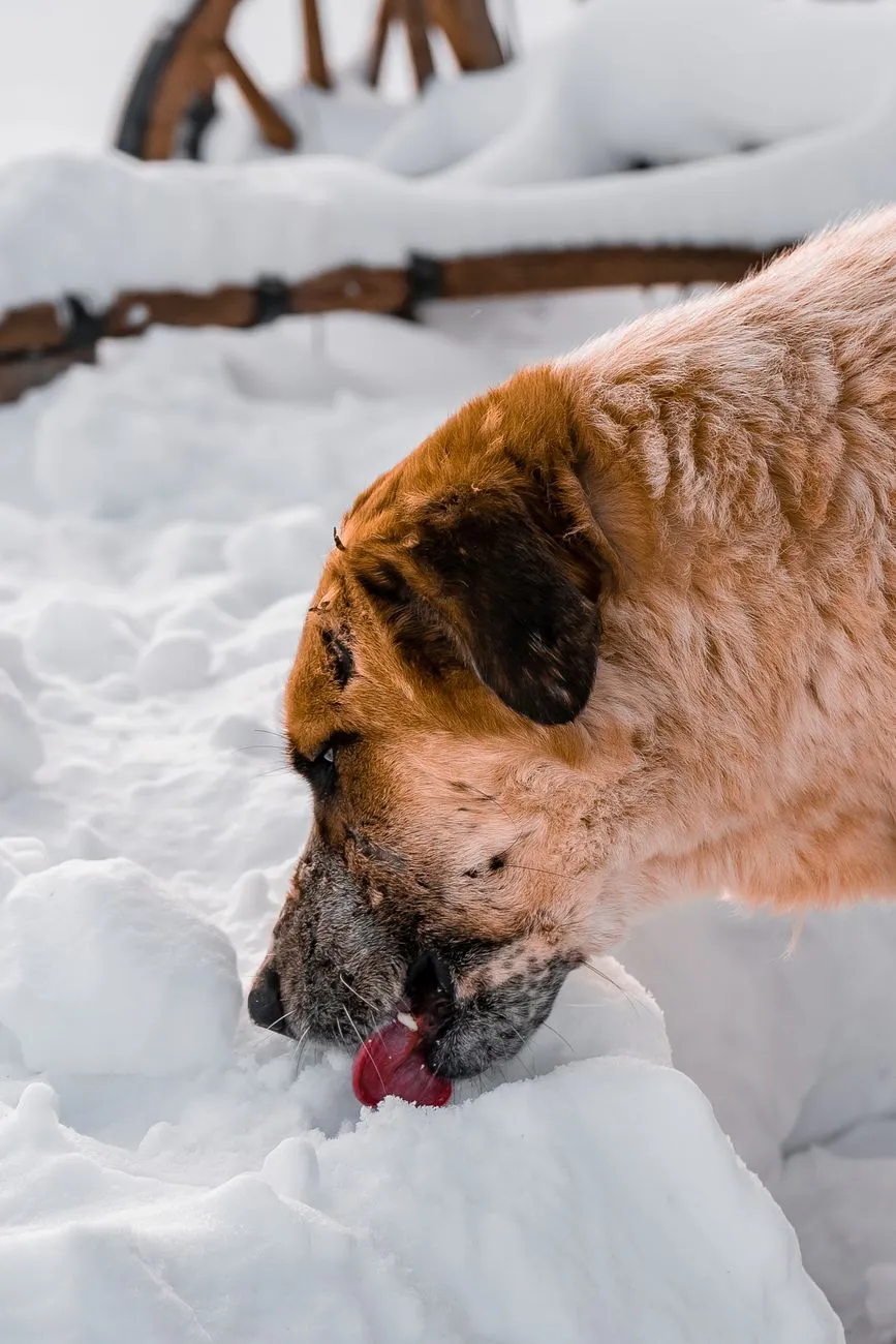 Dog taking small sips of water after vomiting