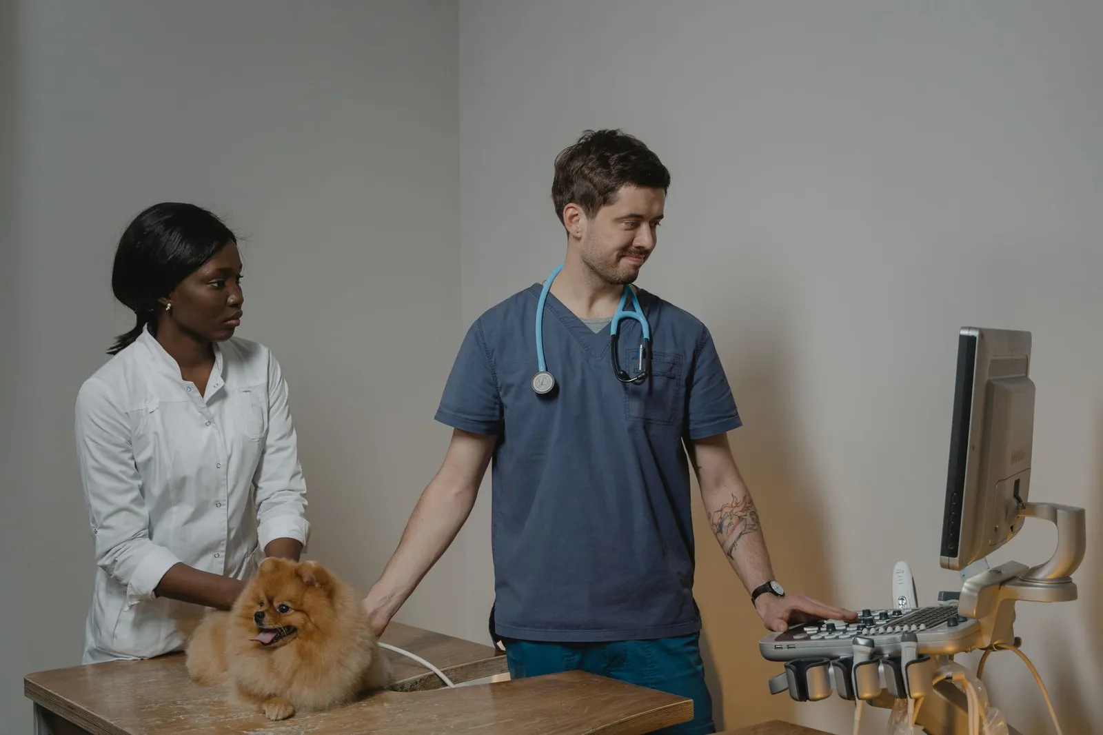 Veterinarian gently checking a dogs abdomen