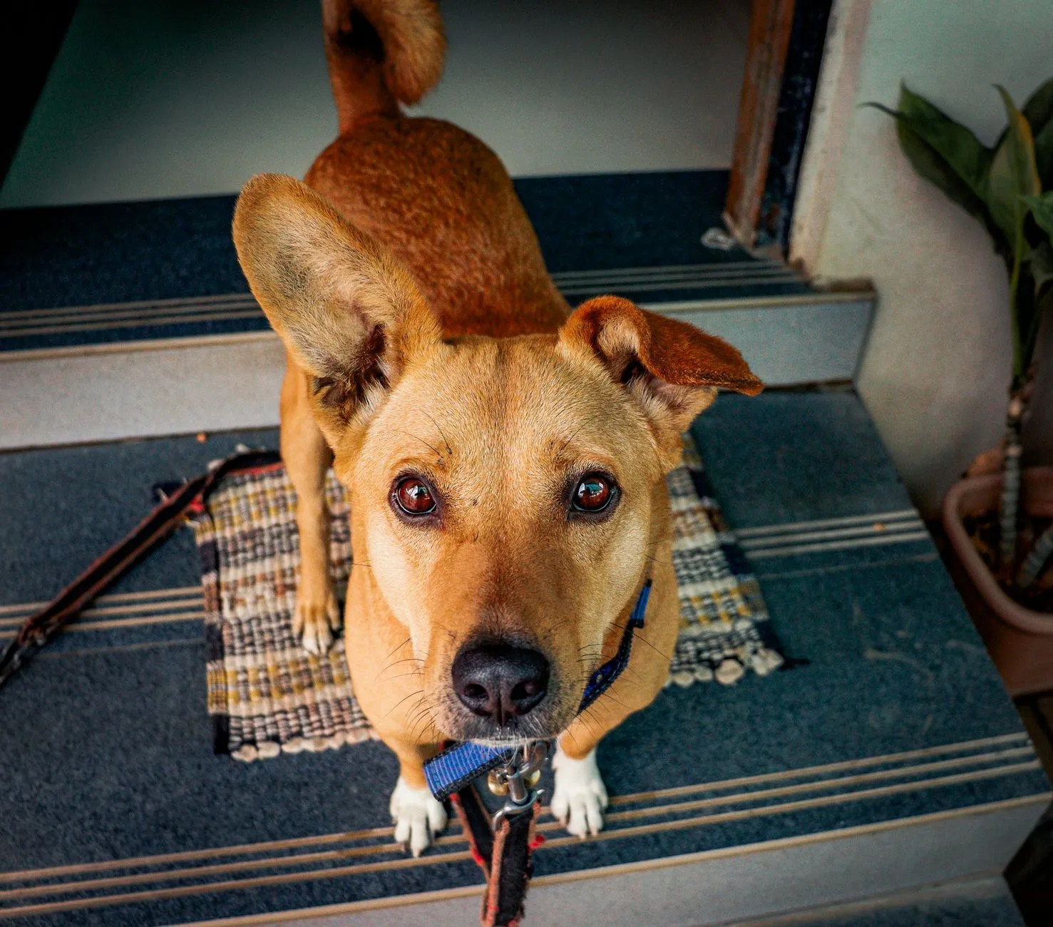Dog on a leash at an apartment doorway ready for a walk