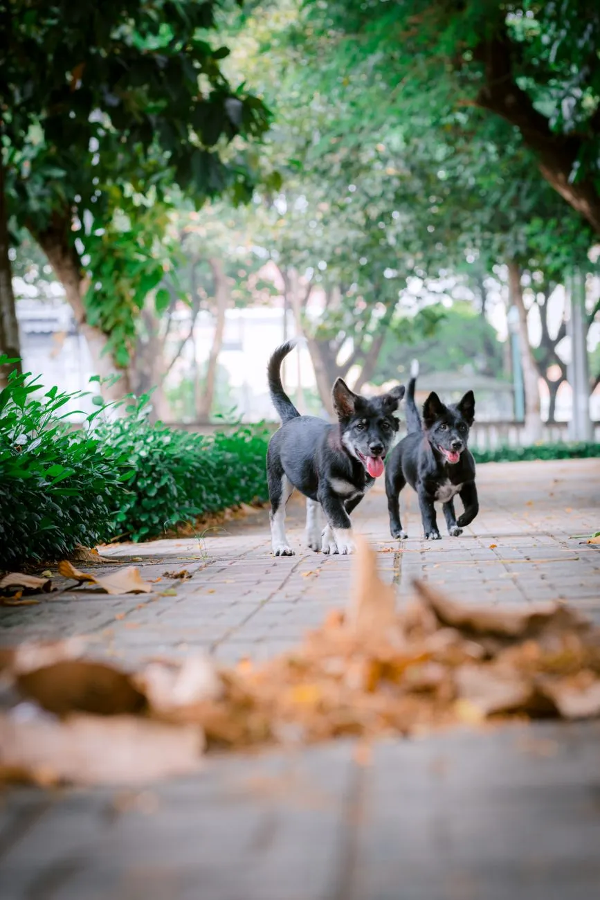 Happy dog on a walk through a park path