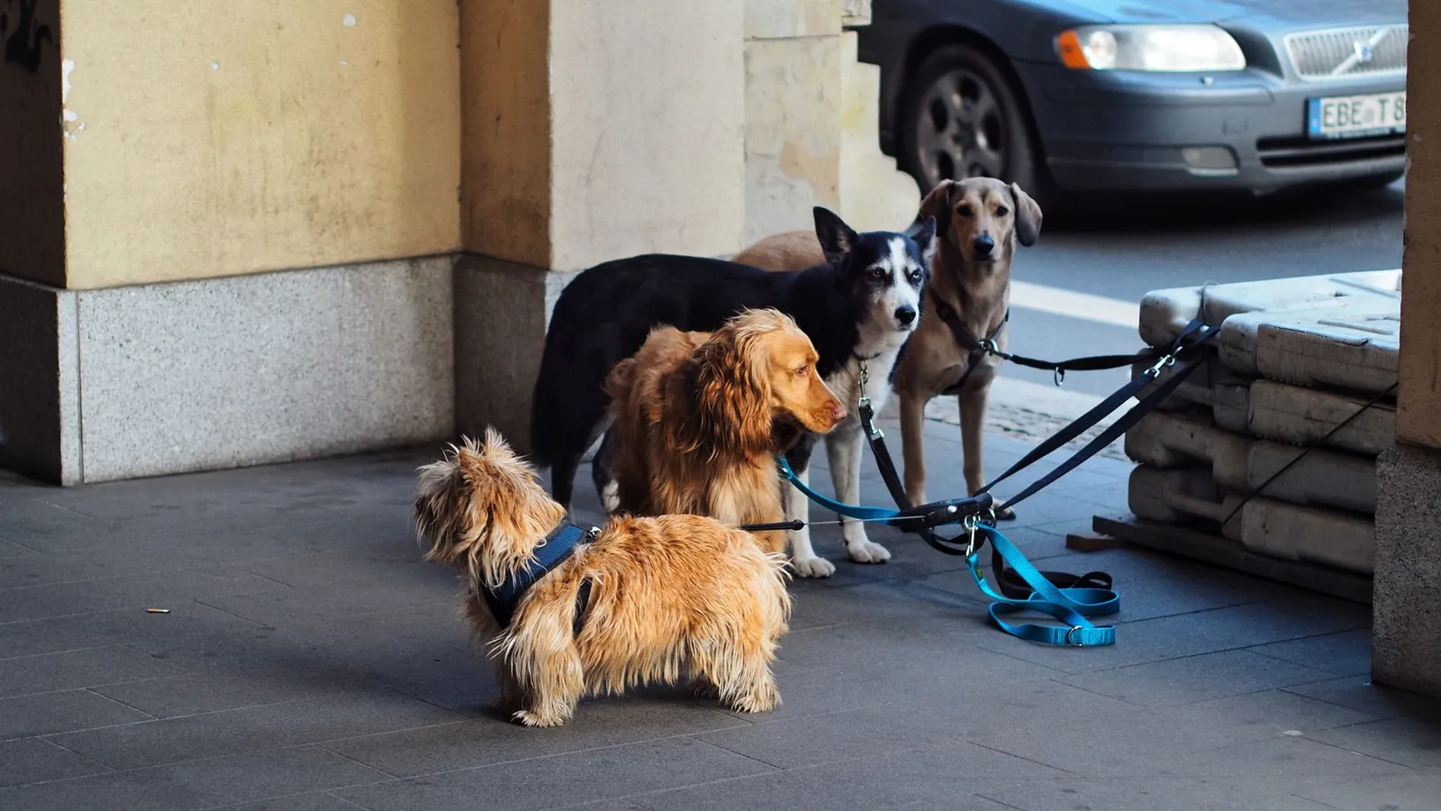 Dog on a leash during a focused training walk