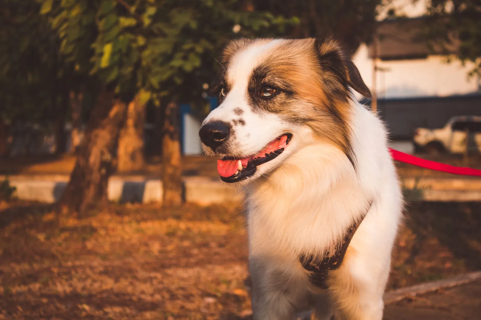 Happy dog on a leash enjoying an early morning walk in a park