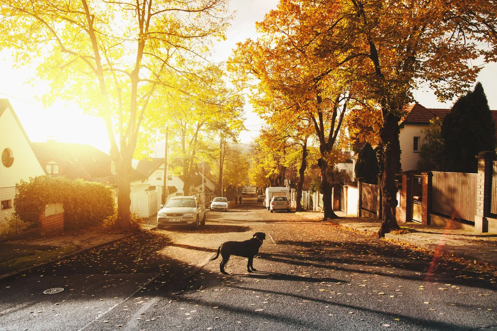 Person walking a dog on a leash through a green residential neighbourhood