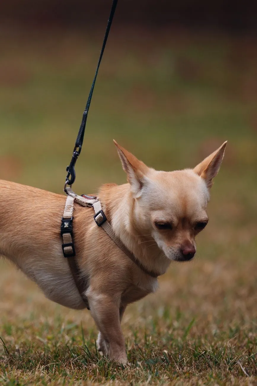 Dog wearing a harness on a leash during a structured walk near apartments