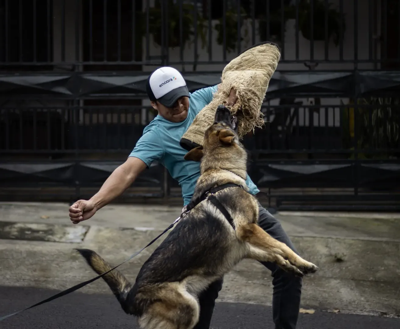 Dog trainer working on leash behaviour with a dog during a session
