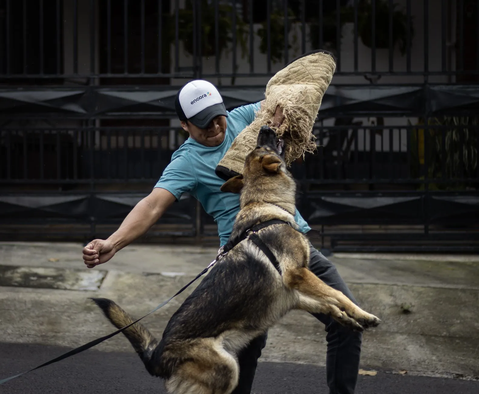 Dog trainer working on leash behaviour with a dog during a session