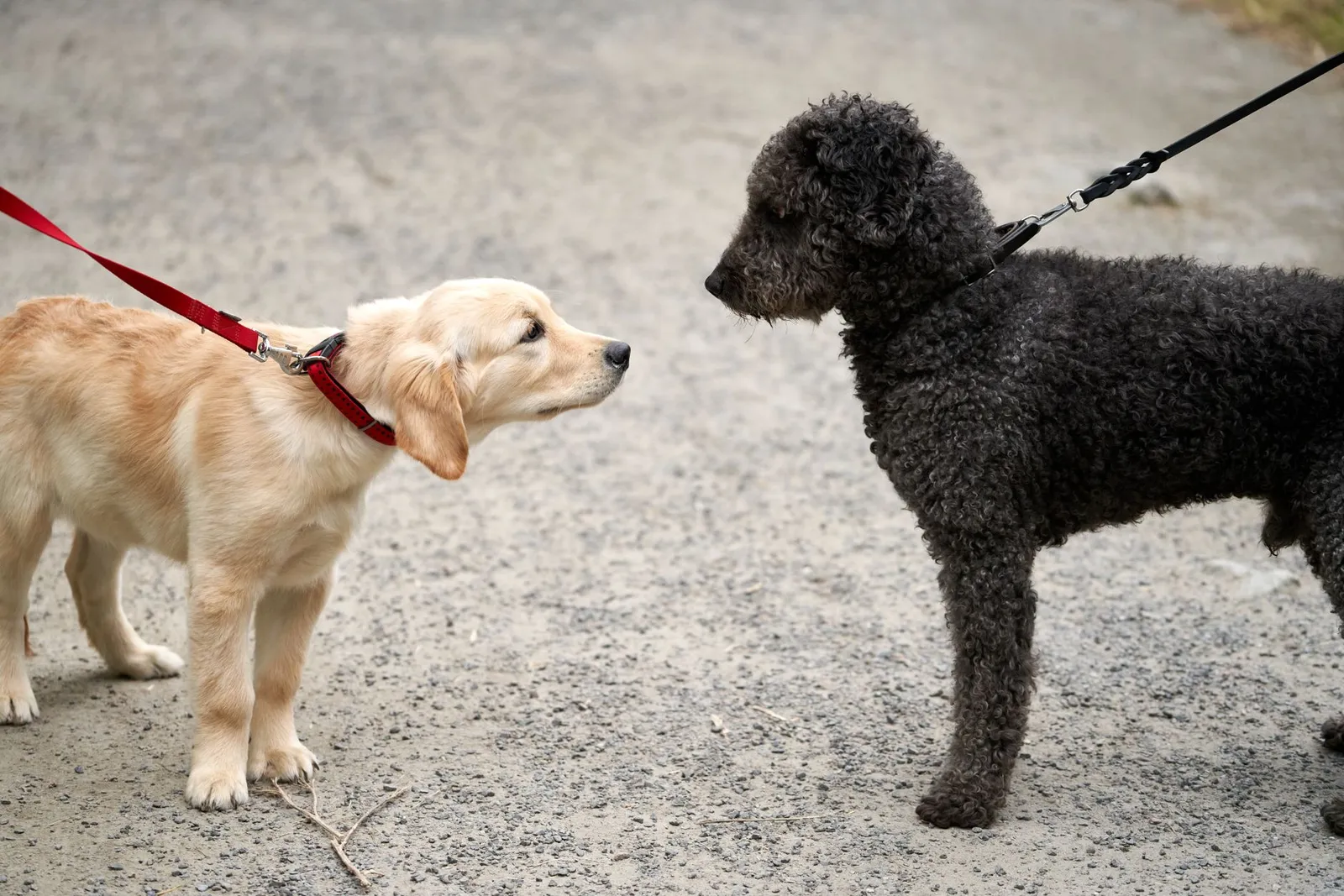 Dog walker on a trial walk with a dog on leash in a neighbourhood