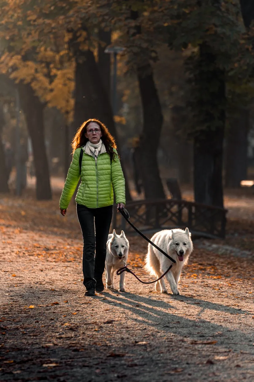Early morning dog walk on a leash in a green park