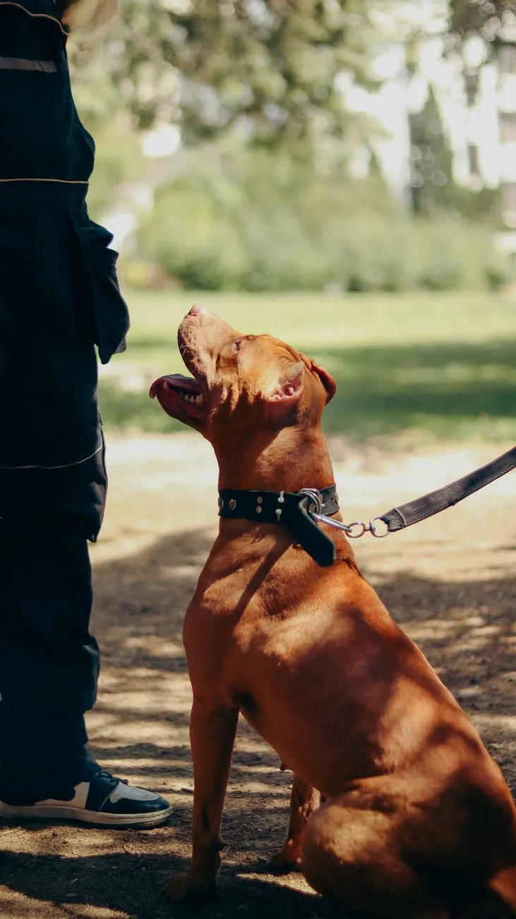 Dog trainer working on leash behaviour with a dog at home