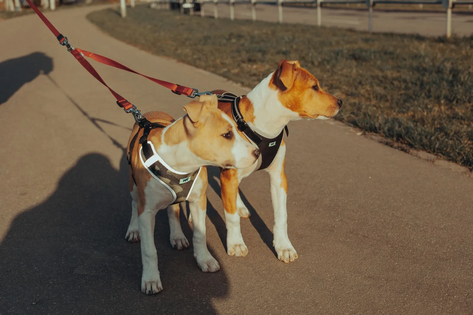 Dog wearing a harness on an outdoor exercise walk