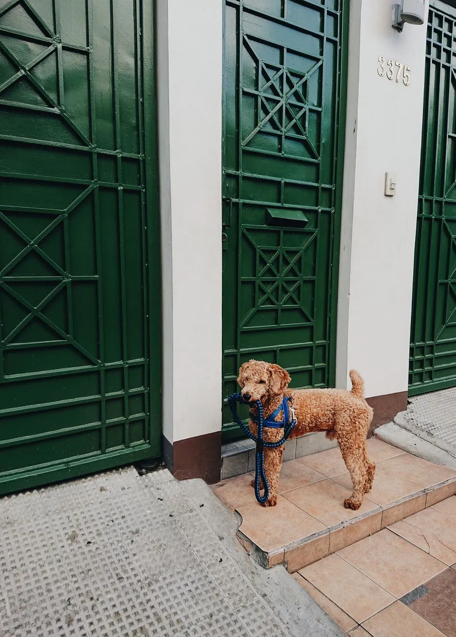 Dog waiting by the door for a scheduled daily walk