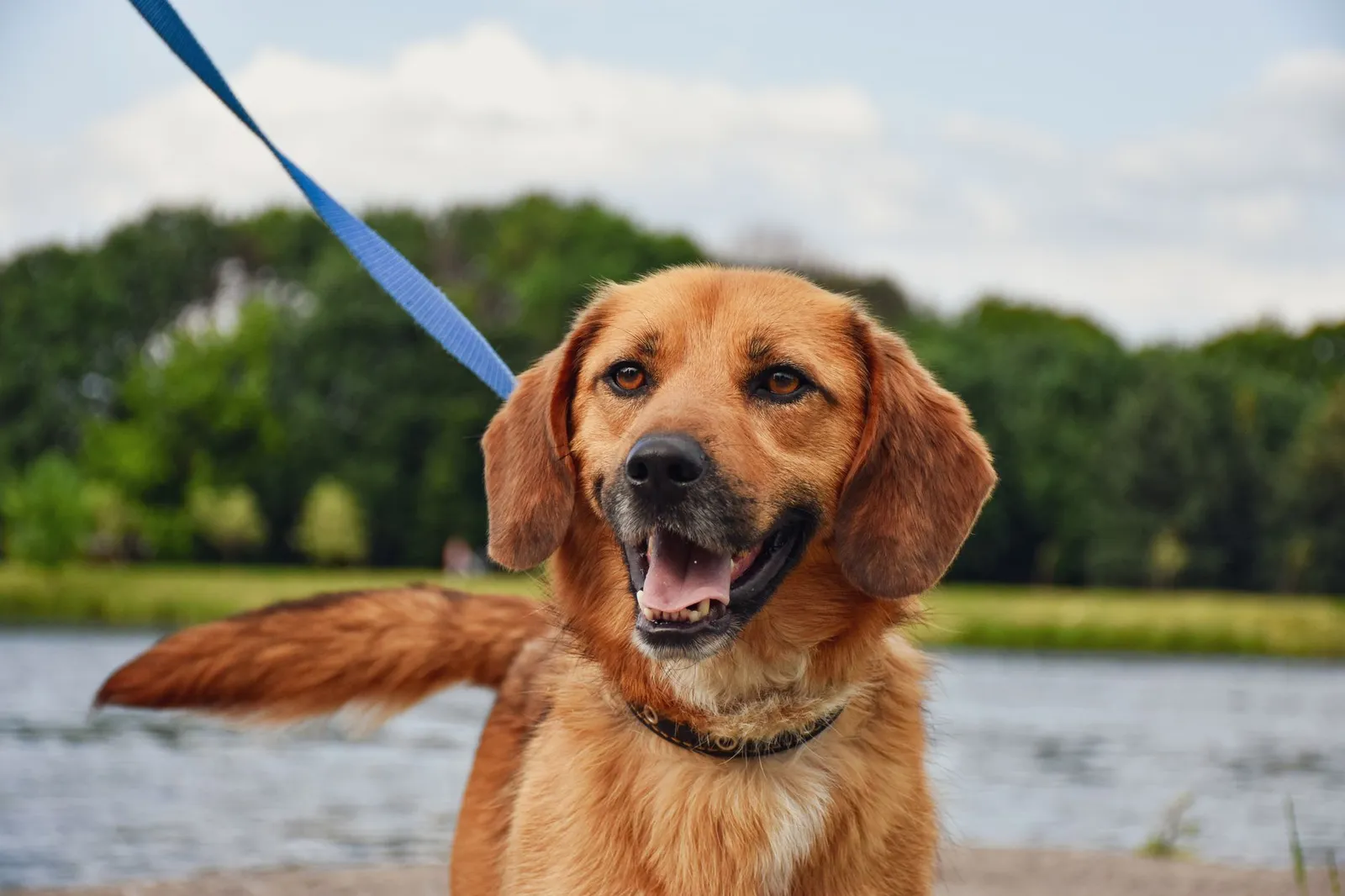 Happy dog on a leash enjoying a walk in a green park