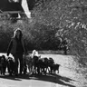 Dog Walker Guide: How to Find a Trusted Walker in India